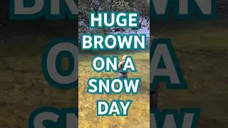 HUGE North Carolina Brown Trout on a snow day!! #shorts #flyfishing #fishing #fish #short
