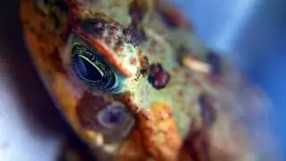 Marine aka Cane Toad Baby? - Macro