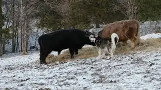 Munchkin Barks as Sterling Shoves Fergus in Snow | McCallie Highland Coos