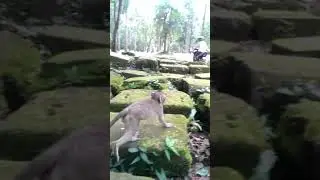 monkey at Angkor Thom temple