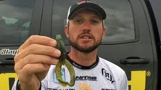 Use this color YUM Tip Toad for shallow bass!
