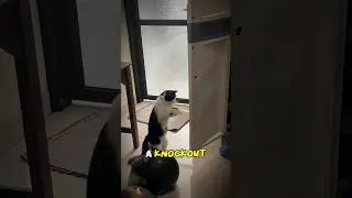 5 Hilarious Cats That Will Make Your Day Better 🐱🤣 | Funny Cat Moments