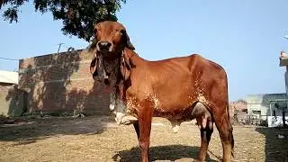 Gujarat gir cow mathuri. Gir cow saurashtra.