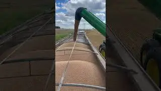 Loading wheat #agriculture #farming #farmmachinery #farm
