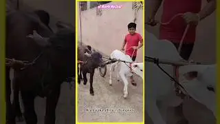 Young champions hori lovers karnataka 💥 #cow #hallimane #bull #hallikar #hallikarbulls #bullrace