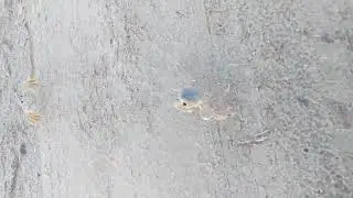 Ghosts Crabs ... interacting