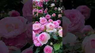 GORGEOUS pink roses #rose #viralvideo #shorts #roses