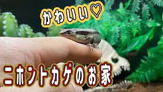 これがニホントカゲの飼育環境！！飼う前の準備