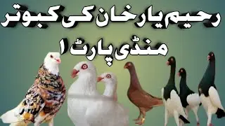 Rahim yar khan ki kabooter mandi part 1#pigeon #bird #kabootar #birds #pigeon #bird #kabootar #birds