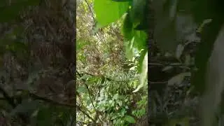 walking in the deep jungle
