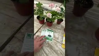 Янтарная кислота, лимонная кислота ва борная кислота нисага ёрдам беради