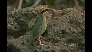 Vietnam Birding Trip Vacation