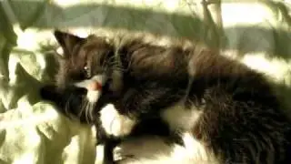 Bosco Bear killing a mouse