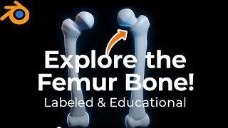How Well Do You Know the Femur? | Blender 3D Anatomy Breakdown 🦴