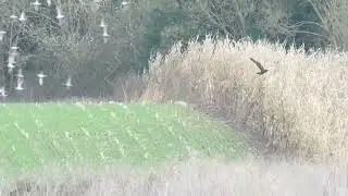 #MarshHarrier #Hunting