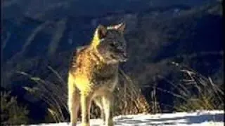 Shakira - She Wolf (deeplick edit +)