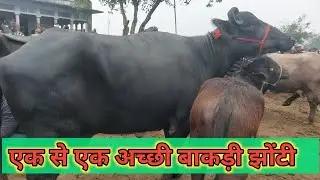 Madhiyai Pashu Mandi | Sale Murrah Buffalo | Bakdi Bhes | Sardhana Peth | Meerut Mandi | Tode Bhes 