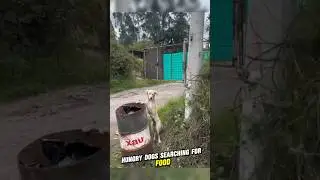 Roadside Rescue Poor Hungry Dogs #dogs #shorts #pets