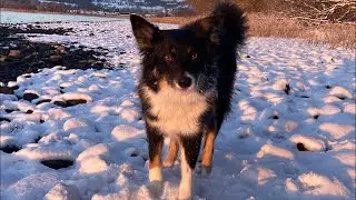 Richie + Doti LIVE! Dog Walk #bordercollie #puppy #mindfulness #chill #dog #northwales #fundraising