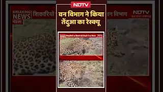 Mandla News : Forest Department ने किया Panther का Rescue | Latest News #shorts