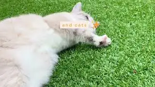 Artificial grass smelling a bit like your animal?