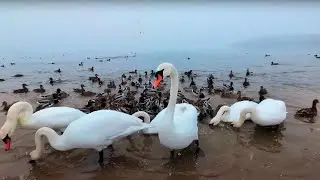 2/4 Zimowe dokarmianie ptaszk&oacute;w #swans #pigeons #ducks #winter (4k)
