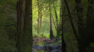 Calm Stream Sounds with Robin Birdsong | Peaceful Forest Ambience.