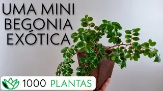 Begonia foliosa - Begonia samambaia - 14 de 1000 plantas - como cultivar
