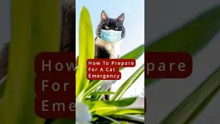 Preparing For A Cat Emergency #cats #shorts #emergency #catlover