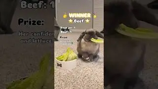 This is Beefs hardest obstacle course #petrabbit #pettricks
