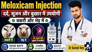 Meloxicam Injection in Sheep & Goat | Pain, Swelling& Fever Treatment | Dose & Full Details