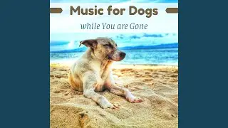 Calm Dogs