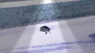 Turtle crossing