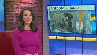 Albuquerque Animal Welfare rescues entire Texas animal shelter impacted by severe winter storm