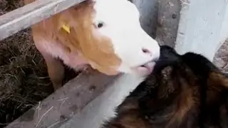 Dog loves Cow
