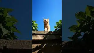 Kitten meowingI Cat sound | Cat video| Cat | Cat voice | Persian cat sound |Persian cat | Cats