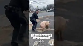 New Jersey police have trouble before catching loose pig