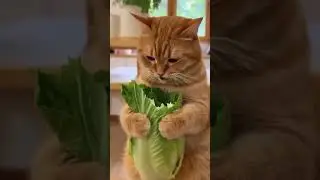 POV: Your Diet Coach Is An Orange Cat 😹 Aggressive Lettuce ASMR Crunching! 🥬🔊 Satisfying Sound 🤤
