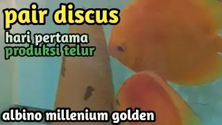 discus albino millenium golden produksi telur [31-10-2022] semoga sukses sampai netas
