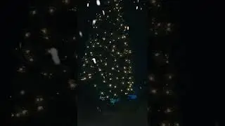 Christmas tree 🌲 on street photography video #tree_magic #tree_brilliance #tree_captures #viral