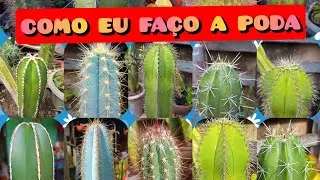 COMO eu Faço a PODA dos CACTOS COLUNARES: E Assim que eu Faço!#podadecactos#cactoscolunares