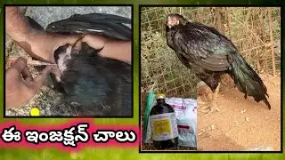 జాతి కోడి పుంజులు వీక్ అయితే ఏం చేయాలి||జాతి కోళ్ల కు వచ్చే రోగాలు వాటి యొక్క మందులు