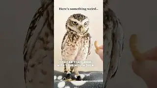 Burrowing Owl Fun | #birds #uwu #burrowingowl #owllovers