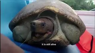 THE ENDANGERED OF NORTHERN RIVER TERRAPINS(TUNTUNG) (SBB3014)