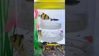 Awesome Aquarium Tools For Baby Guppies #guppy #fish #fishtank #fishaquarium #aquascapegallery #tool