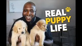Cleaning Up After 6-Week-Old Golden Retriever Puppies | Real Morning Routine & Real Talk