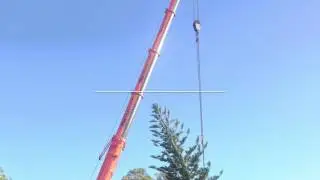 Norfolk pine transplant (time lapse)