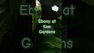 Ebony at Kew Gardens #ebony #kewgardens #nature #trees #rare #houseplants #botanicalgarden #plants