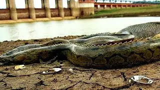 Hyderabad best fishing, baam fish catching, in waiting sticks.