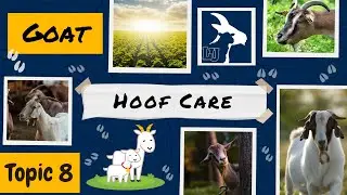 Topic 8 Pregnant Sheep and Goat Health